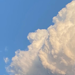 Distortio