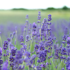 LAVENDER BLUE
