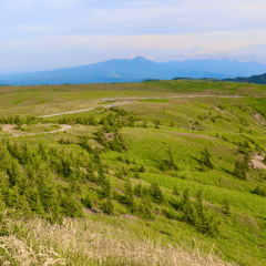 青芝 (Aoshiba)