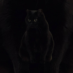 Rewolfer