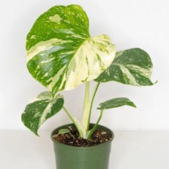 Chill Dirty South Beat (Chief Keef, Rick Ross, Tech N9ne Type Beat) - -Hustling-