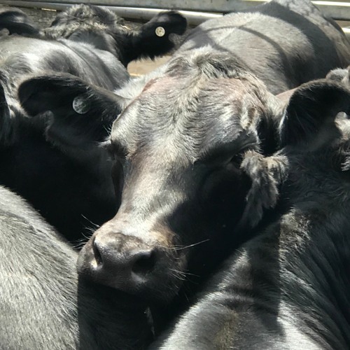 Beef exports to China fall