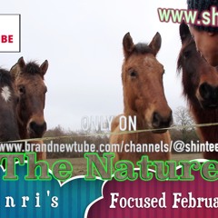 s h I n r I - The Nature - FF17