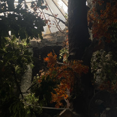 không phải em-bongxinhh ft pdb