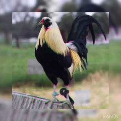 Gallito giro iNdo ODK beats 956 rap