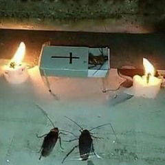 megan thee stallion x such a whore