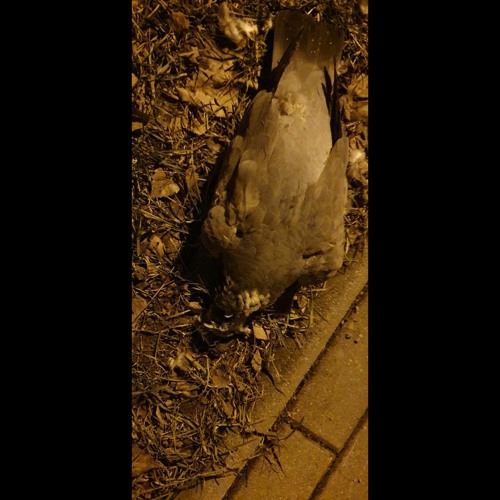 Eingeschissen - (Koka,Schore,Dr.Dot).mp3