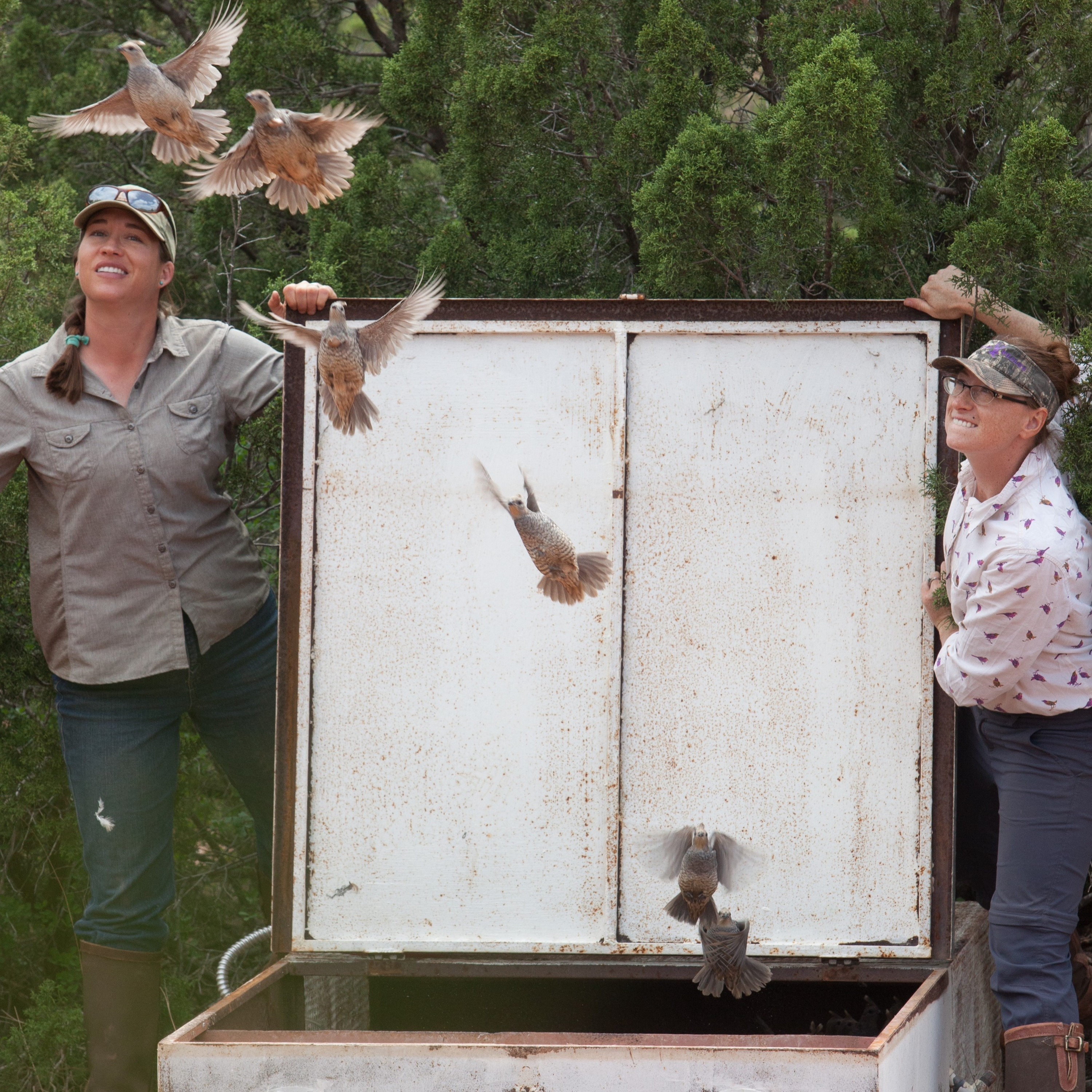 Dr. Dale on Quail