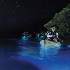 Review Special Price Overnight Bio Bay Kayak Tour In Vieques Island