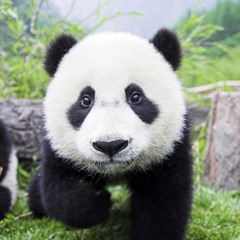 Giving Up (Silverstein Cover)