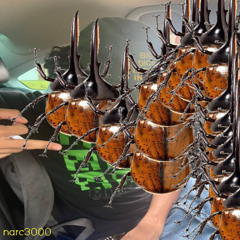 beetle (prod. sev and fibrr)