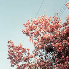 Cherry Blossoms w/ A.P. Keys