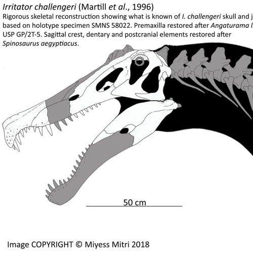 Irritator