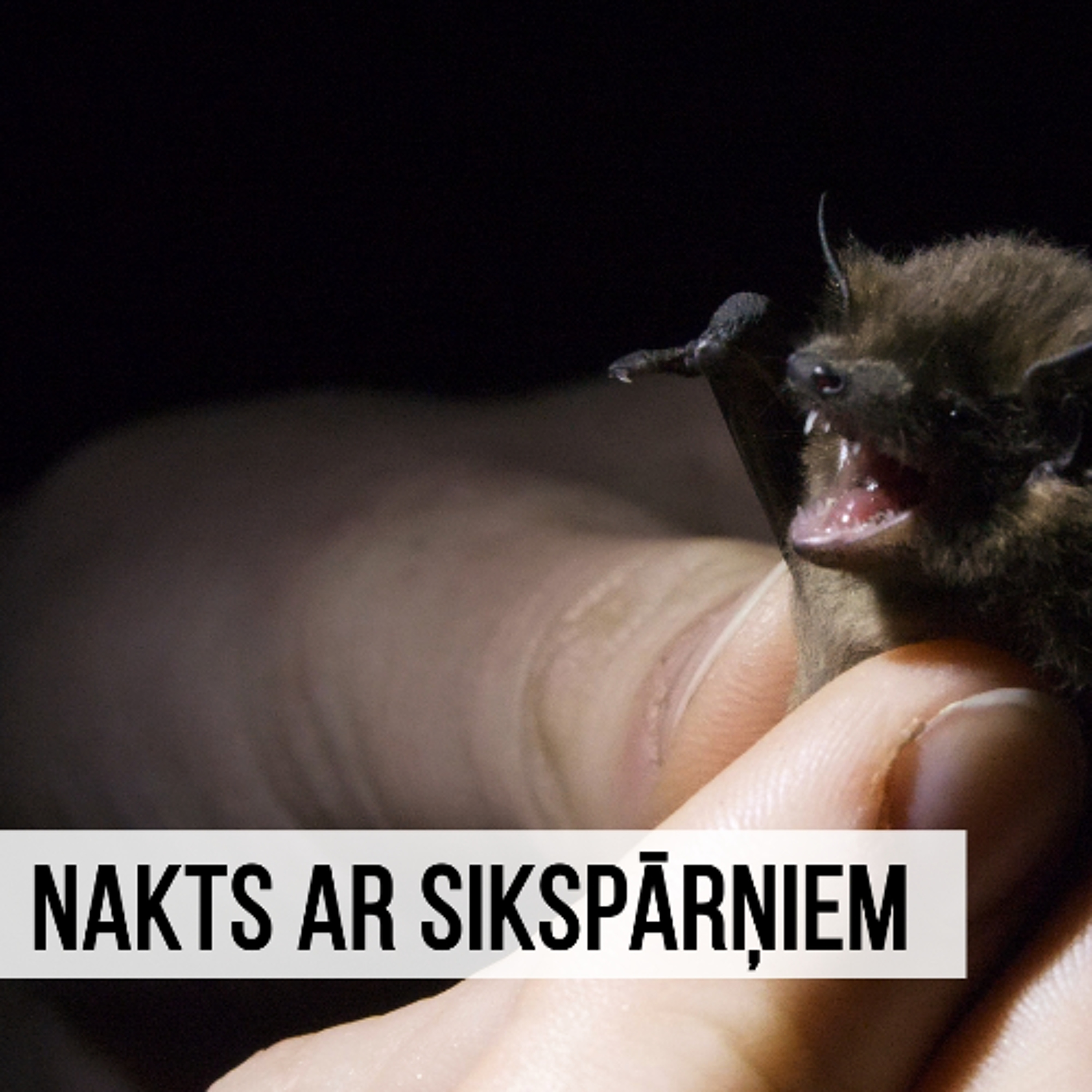 "Aculiecinieks" - Nakts ar sikspārņiem