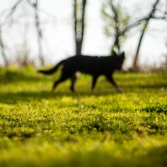 Blastomycosis Reports Increasing In Dogs In Northern Minnesota