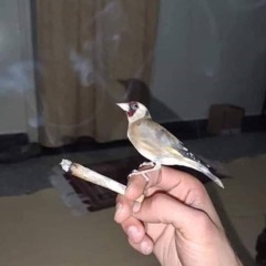 حسن بريسم - يمكن اكو شي