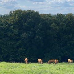 Trancy‘n‘fancy Summer-Italo-Edition