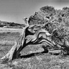 in the crooked timber