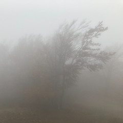 Dreamwalker