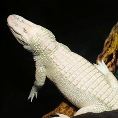 alligator days
