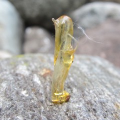 TRIIB - Acid Thrush