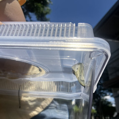 ビビ