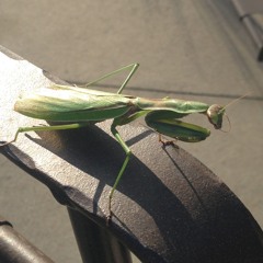 Praying Mantis in the Sun