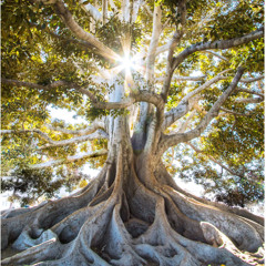 Kona Hawaii Ecstatic dance event recorded on...  11-08-2025