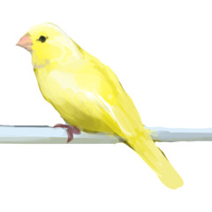 Canary