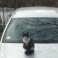 Gliemezisxxxx (sociala distancesanas)