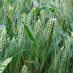 Question: Wheat Or Tare?