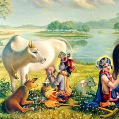 Surabhi Cow