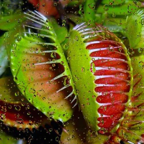 Shyntwirl - Carnivorous Plants (PROD. Shyntwirl)