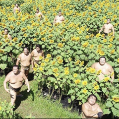Sumo Sunflower