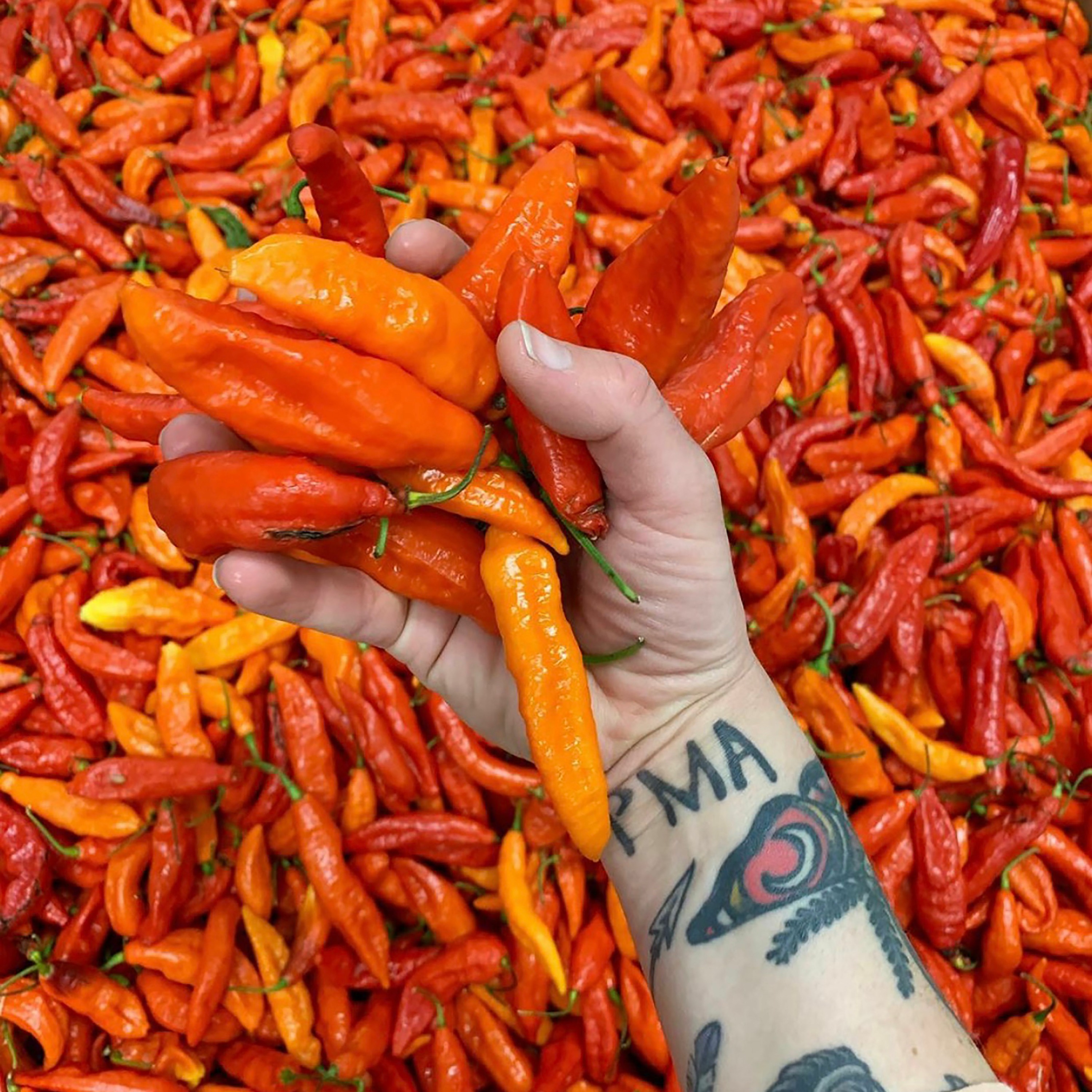 Poor Devil Pepper Co. on fermented hot sauce and sourcing local episode artwork