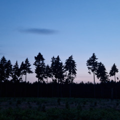 Nightjar churring, purring and wing-clapping