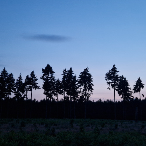 Nightjar churring, purring and wing-clapping