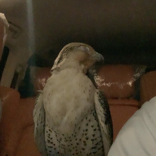 ياعين لو كان البكى يرد غالي | سعود مجبل