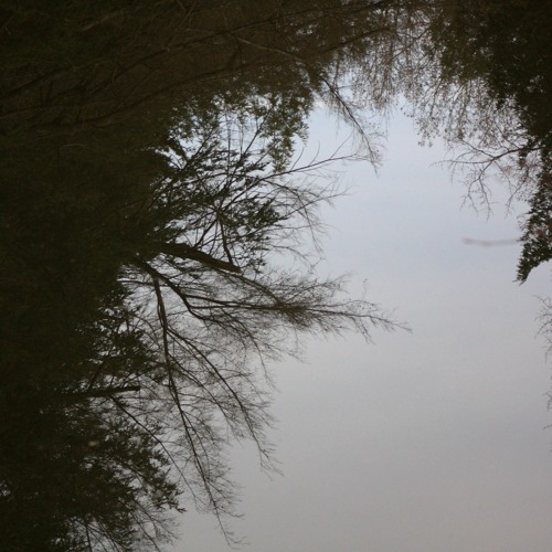 Stand in the Light by Savannah Shea (harm. Ellen Torrie)