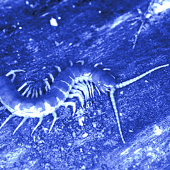 CENTIPEDE