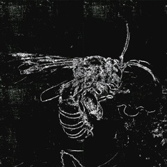 Habropoda Laboriosa