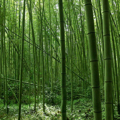 Bamboo (prod. gengyrii)