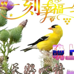 警告 (Ressalva)