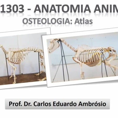 Stream Atlas De Osteologia Animal  by Karen Babione | Listen  online for free on SoundCloud