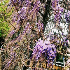 Ezgi Derinbay - Till There Was You (Jj Heller Cover).m4a