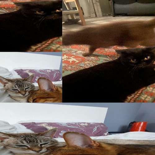 patience w/ iggy (jonah bru)