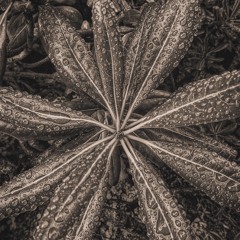 Rain-wet leaves