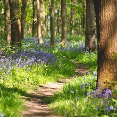 Voci - Four Blake Songs 1 Piping Down The Valleys Wild
