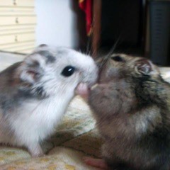 МОЯ ТЕЛКА МНЕ СКАЗАЛА (+ валкер? )