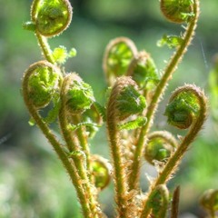 These Are Ferns -charlesross-